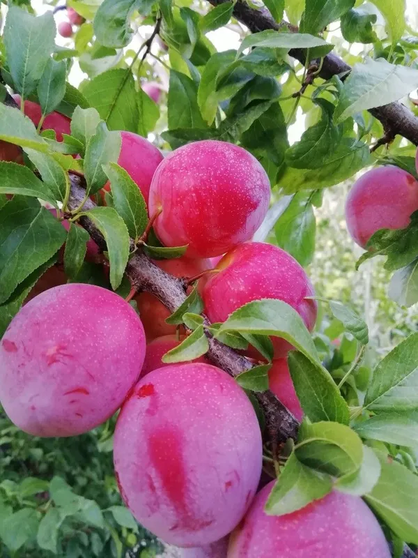 Thai_Variety_(Grafted_Alubhukara|Aloobukhra_Fruit_Plant_&_Tree_(1.5-3.5_Ft_Hight)_For_Home_Gardening