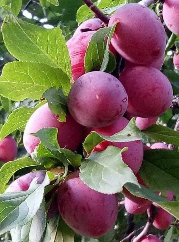 Thai_Variety_(Grafted_Alubhukara|Aloobukhra_Fruit_Plant_&_Tree_(1.5-3.5_Ft_Hight)_For_Home_Gardening