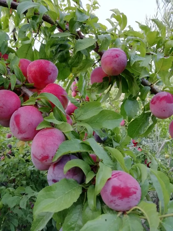 Thai_Variety_(Grafted_Alubhukara|Aloobukhra_Fruit_Plant_&_Tree_(1.5-3.5_Ft_Hight)_For_Home_Gardening