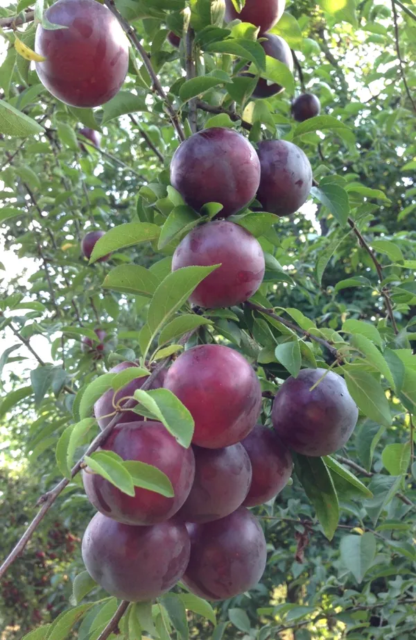 Thai_Variety_(Grafted_Alubhukara|Aloobukhra_Fruit_Plant_&_Tree_(1.5-3.5_Ft_Hight)_For_Home_Gardening