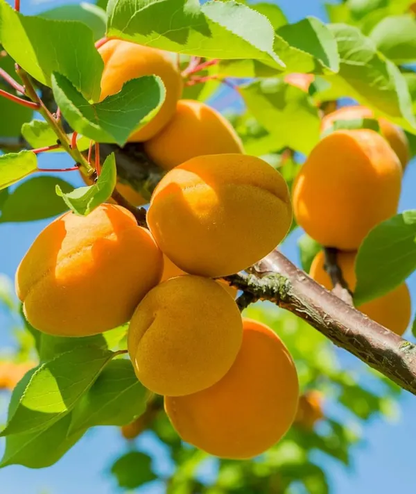 Apricot_Variety_Fruit_(Air_Layering/Grafted)__Plant