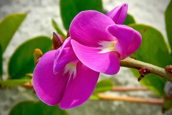 canavalia_rosea_benefits__plant