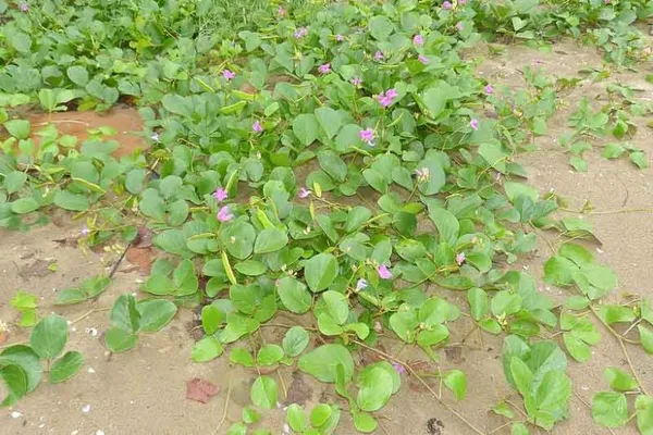 canavalia_rosea_benefits__plant