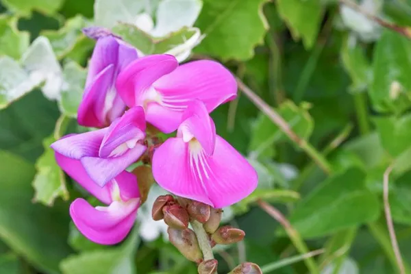 canavalia_rosea_benefits__plant
