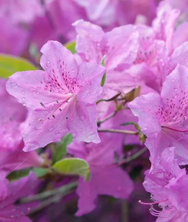 Azalea_Healthy_Flower_Plant_For_Home_Gardening__Plant_Purple