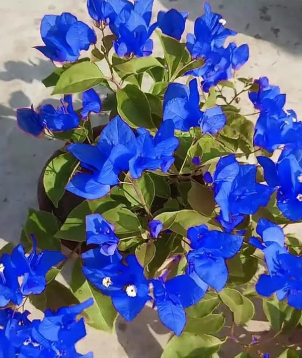 Blue_Bougainvillea_Plant_For_Garden