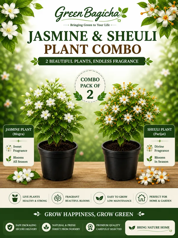Jasmine_(Mogra)_&_Sheuli_(Parijat)_Plant_Combo_Pack_of_2_|_Fragrant_Flowering_Plants