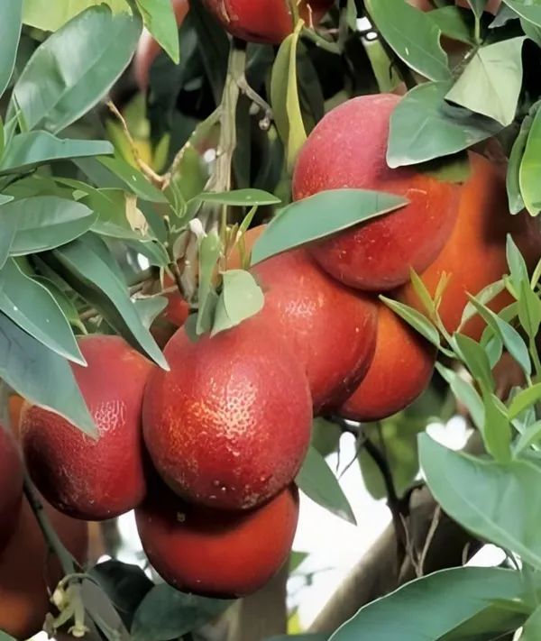 Blood_Red_Orange_Grafted_Plant_1_Healthy__Plant