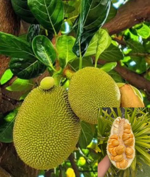 All_Time_Jackfruit_Plant_Grafted