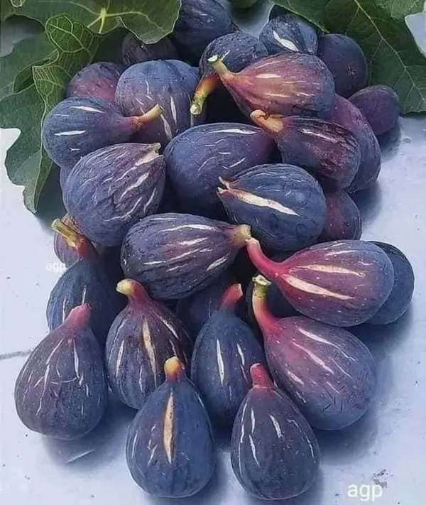 Thai_Five_Finger_Fig,Anjeer_Fruit_Plant
