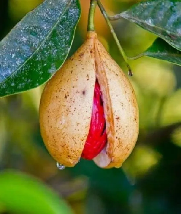 Nutmeg__Plant_Hybrid,_Jaifall_Tree_Javitri_Grafted_Outdoor_Plant_Original_Variety