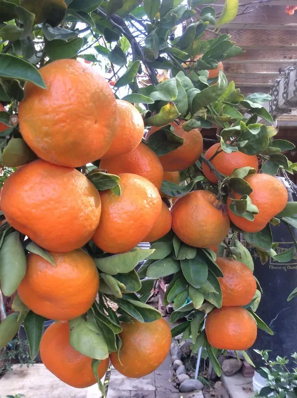 Ramrangan_orange_plant