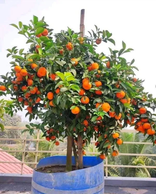 Ramrangan_orange_plant
