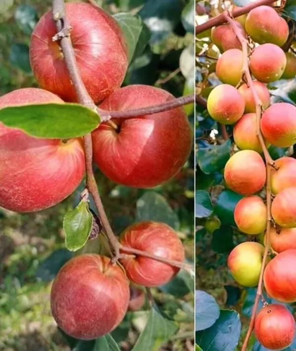 Ber_Apple_Ball_Sundari_Plants
