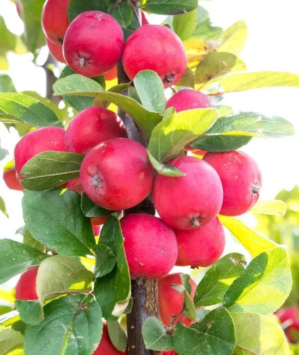 Ranetka_Apple_Grafted__Apple_Plant_Red_Flesh_Ranetka_Apple,_Crabapple_Outdoor_Plant_Original_Variety