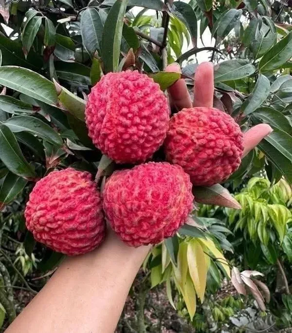 Greenlifelive_Bombay_Litchi_Plant__(1.5-3_Feet_Height_Pack_Of_1)