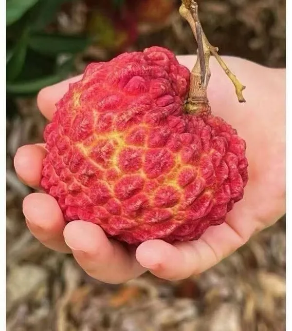 Greenlifelive_Bombay_Litchi_Plant__(1.5-3_Feet_Height_Pack_Of_1)