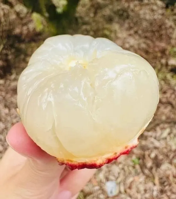 Greenlifelive_Bombay_Litchi_Plant__(1.5-3_Feet_Height_Pack_Of_1)