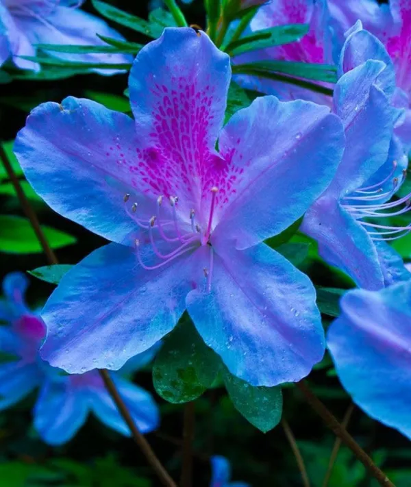 Azalea_Healthy_Flower_Plant_For_Home_Gardening__Plant_Blue