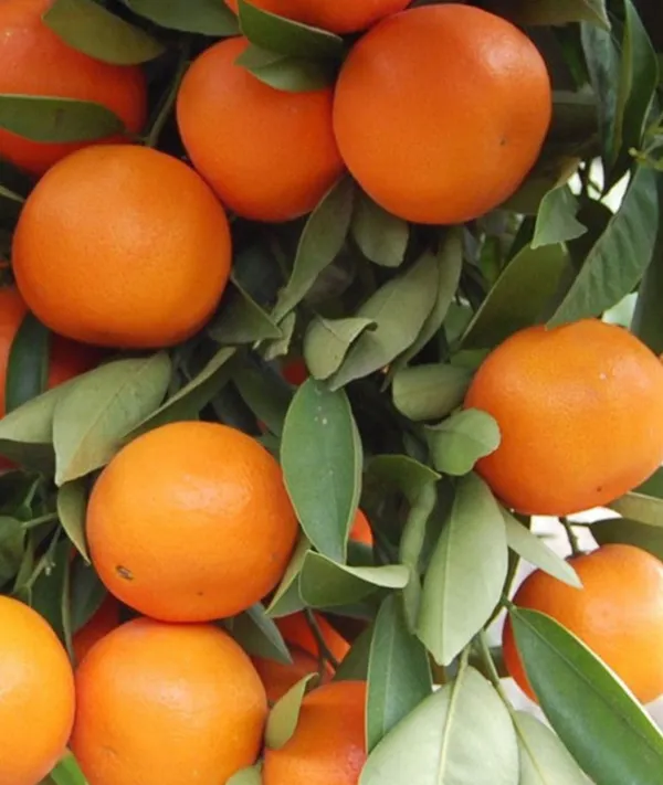 Orange-Kinnow(Grafted)-_Fruit_Plants_&_Tree