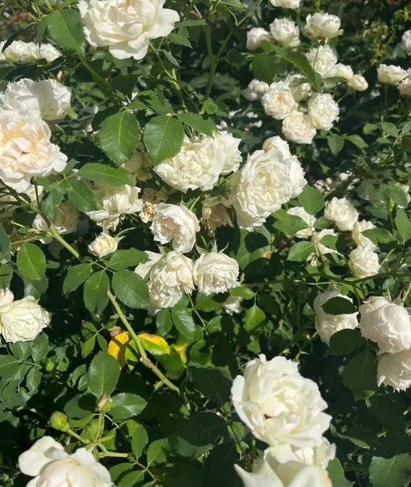 White_claiming_Rose