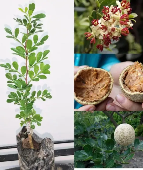 Thai_Grafted_Wood_Apple_Plant