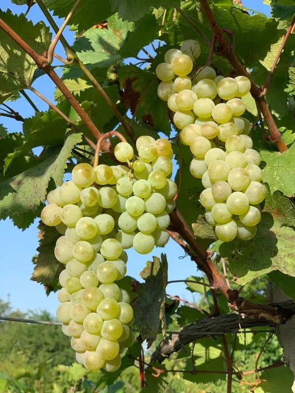 Grafted_Sweet_Grape_Fruit_Plant_Seedless_Thai_Variety
