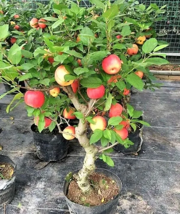Apple_Plant_Hybrid_Grafted_Plant_Hrmn-99_Variety