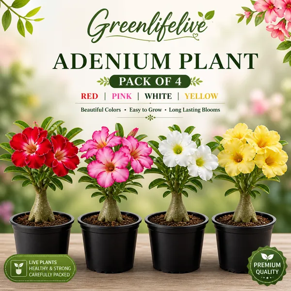Adenium_Plant_Combo_Pack_of_4_|_Desert_Rose_Flowering_Plants