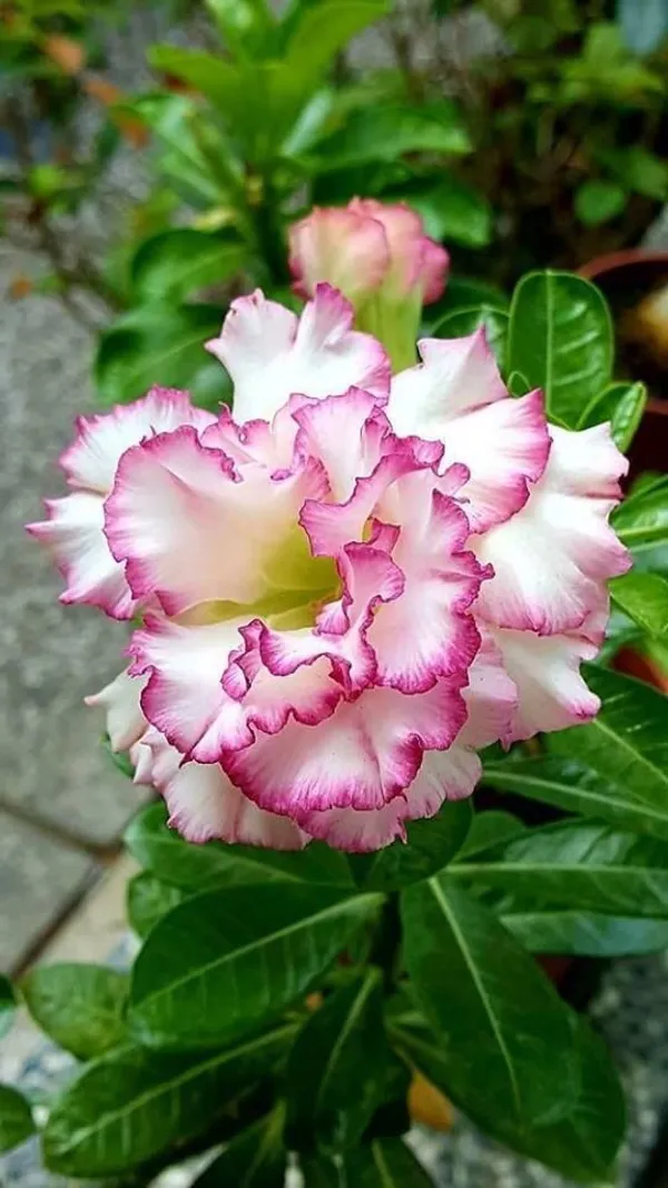 Adenium_Plant_Combo_Pack_of_4_|_Multi_colour_|_Desert_Rose_Flowering_Plants