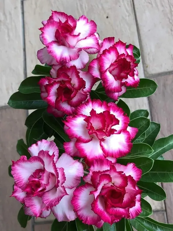 Adenium_Plant_Combo_Pack_of_4_|_Multi_colour_|_Desert_Rose_Flowering_Plants