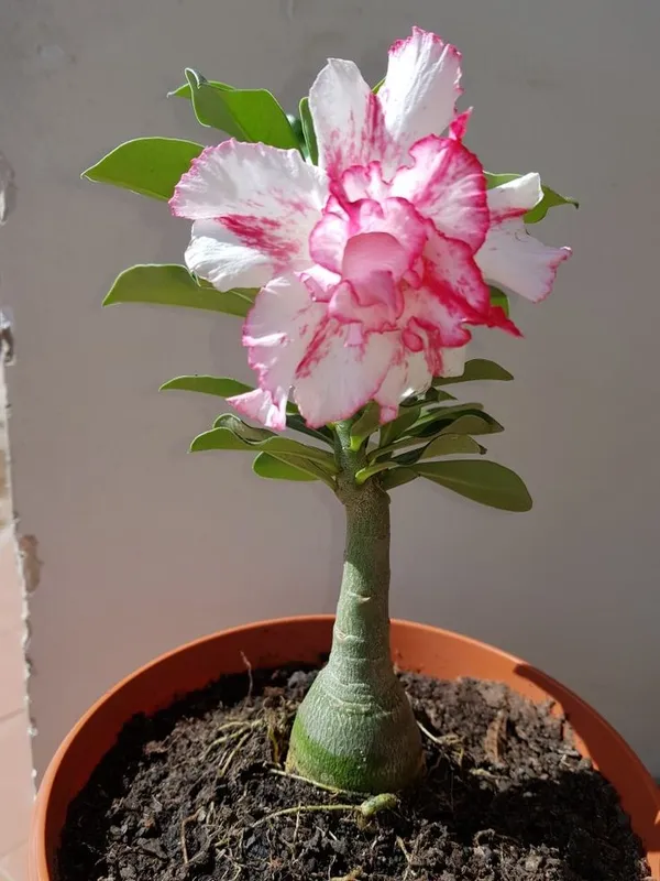 Adenium_Plant_Combo_Pack_of_4_|_Multi_colour_|_Desert_Rose_Flowering_Plants