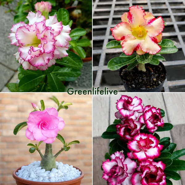 Adenium_Plant_Combo_Pack_of_4_|_Multi_colour_|_Desert_Rose_Flowering_Plants