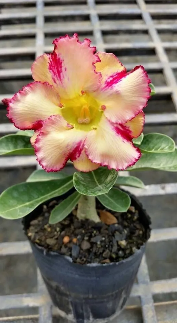 Adenium_Plant_Combo_Pack_of_4_|_Multi_colour_|_Desert_Rose_Flowering_Plants