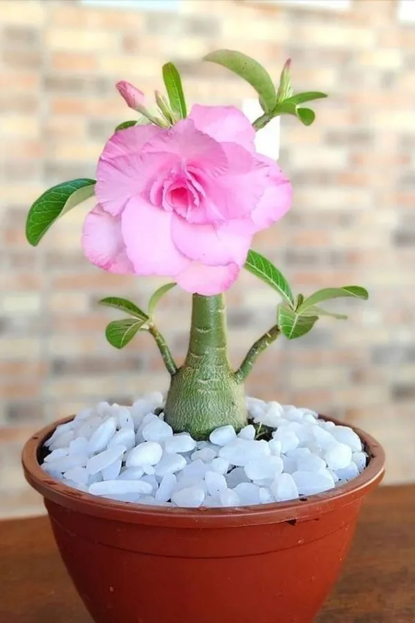 Adenium_Plant_Combo_Pack_of_4_|_Multi_colour_|_Desert_Rose_Flowering_Plants