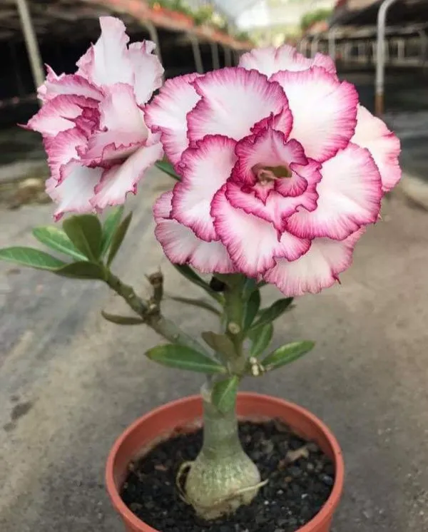 Adenium_Plant_Combo_Pack_of_4_|_Multi_colour_|_Desert_Rose_Flowering_Plants
