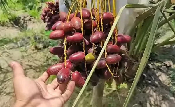 Ajwa_Date_palm_"Khajoor"_plant