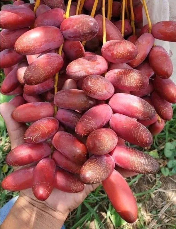 Ajwa_Date_palm_"Khajoor"_plant