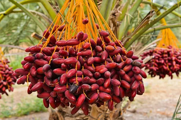 Ajwa_Date_palm_"Khajoor"_plant
