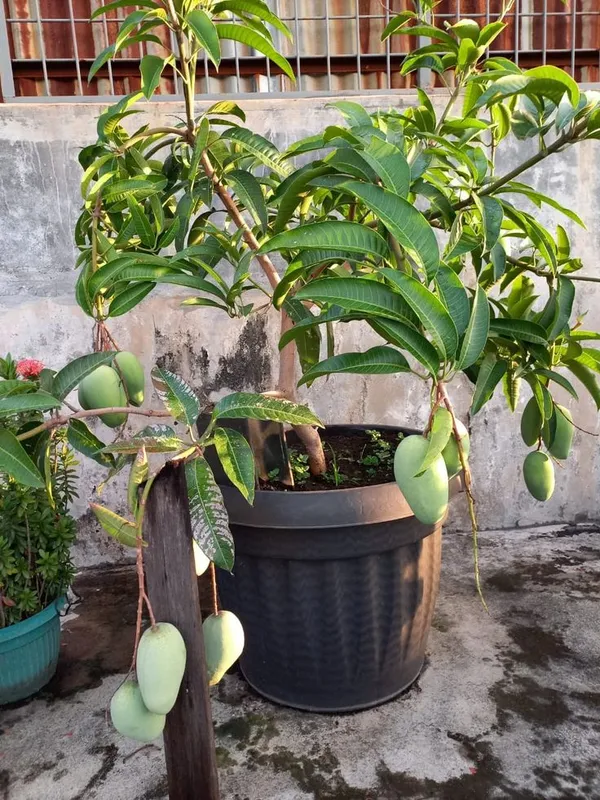 AllTime_Mango_Plant_Grafted,_All_seasons_Grafted_Mango_Plant