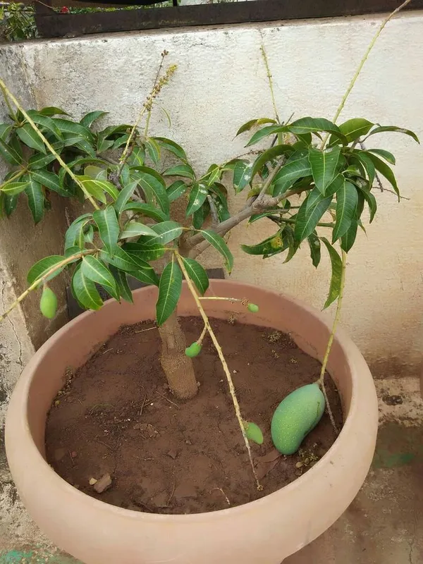 AllTime_Mango_Plant_Grafted,_All_seasons_Grafted_Mango_Plant