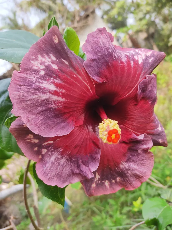 American_Varitey-_Hibiscus_Flower_Plant