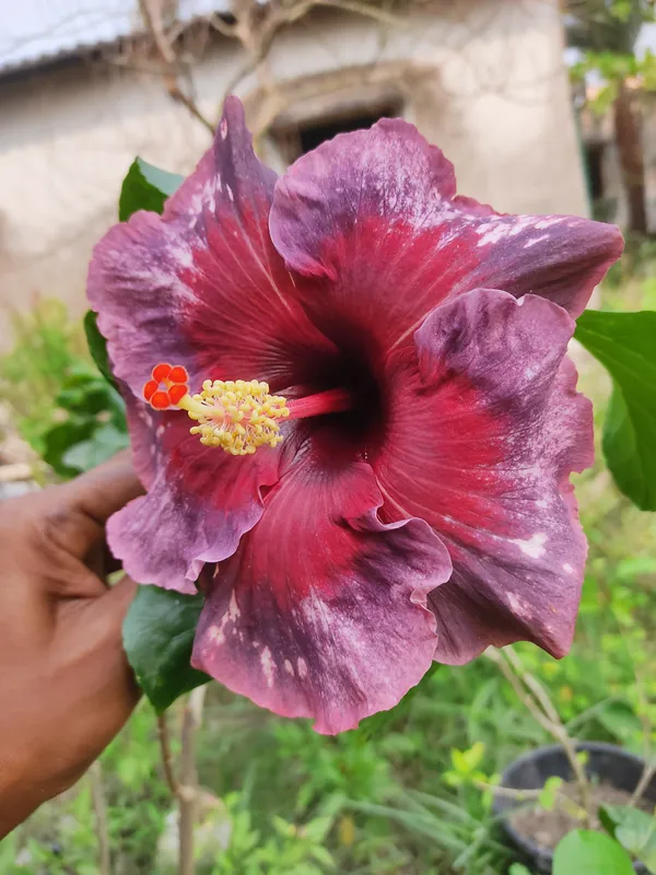 American_Varitey-_Hibiscus_Flower_Plant