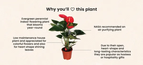 Anthurium_Red_Plant
