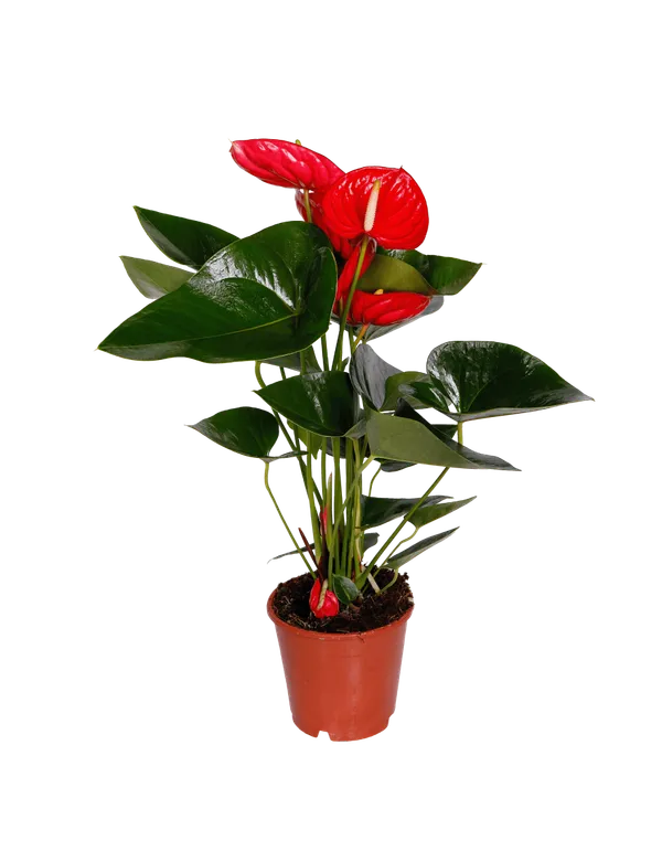 Anthurium_(Red)_Plant