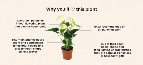 Anthurium_(White)_plant