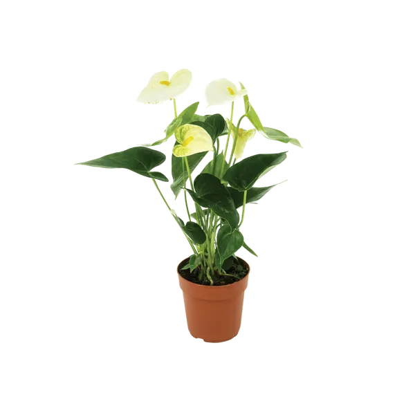 Anthurium_White_Plant
