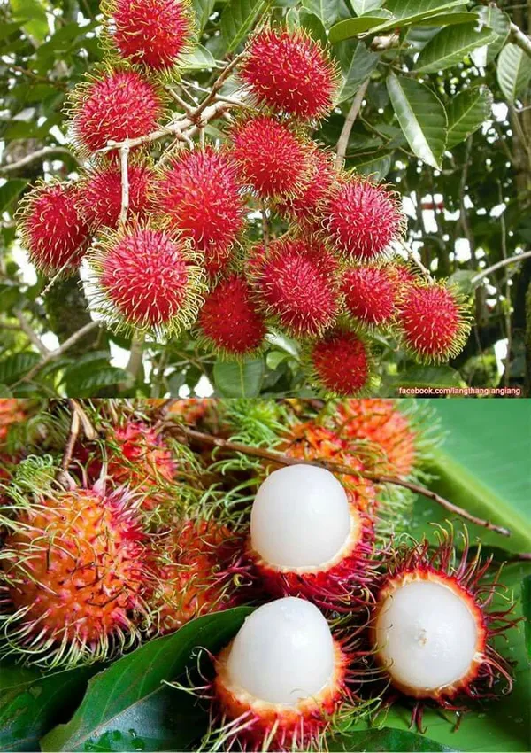 Rambutan_Caesar__Plants_(Red)_Home_Gardening_Outdoor__Plants