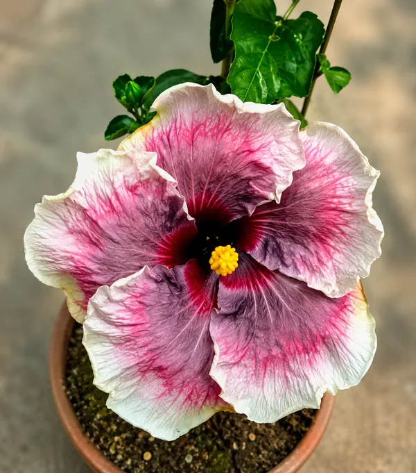 Australian_Variety_Hibiscus_Live_Plant__Greenlifelive