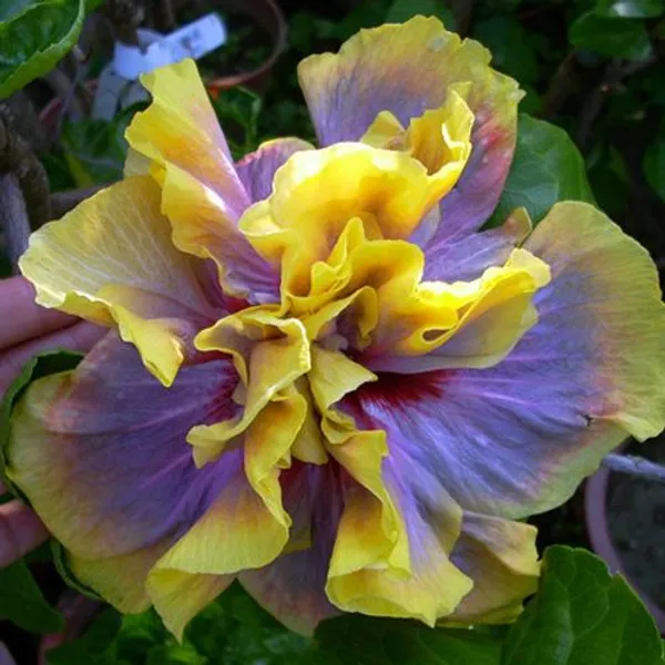 Australian_Variety_Hibiscus_Live_Plant_|_Multicolour_Yellow_Pink_Lavender_Flower_|_Greenlifelive